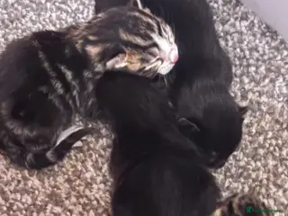 Mixed Breed cats Mixed breed - Advert 10