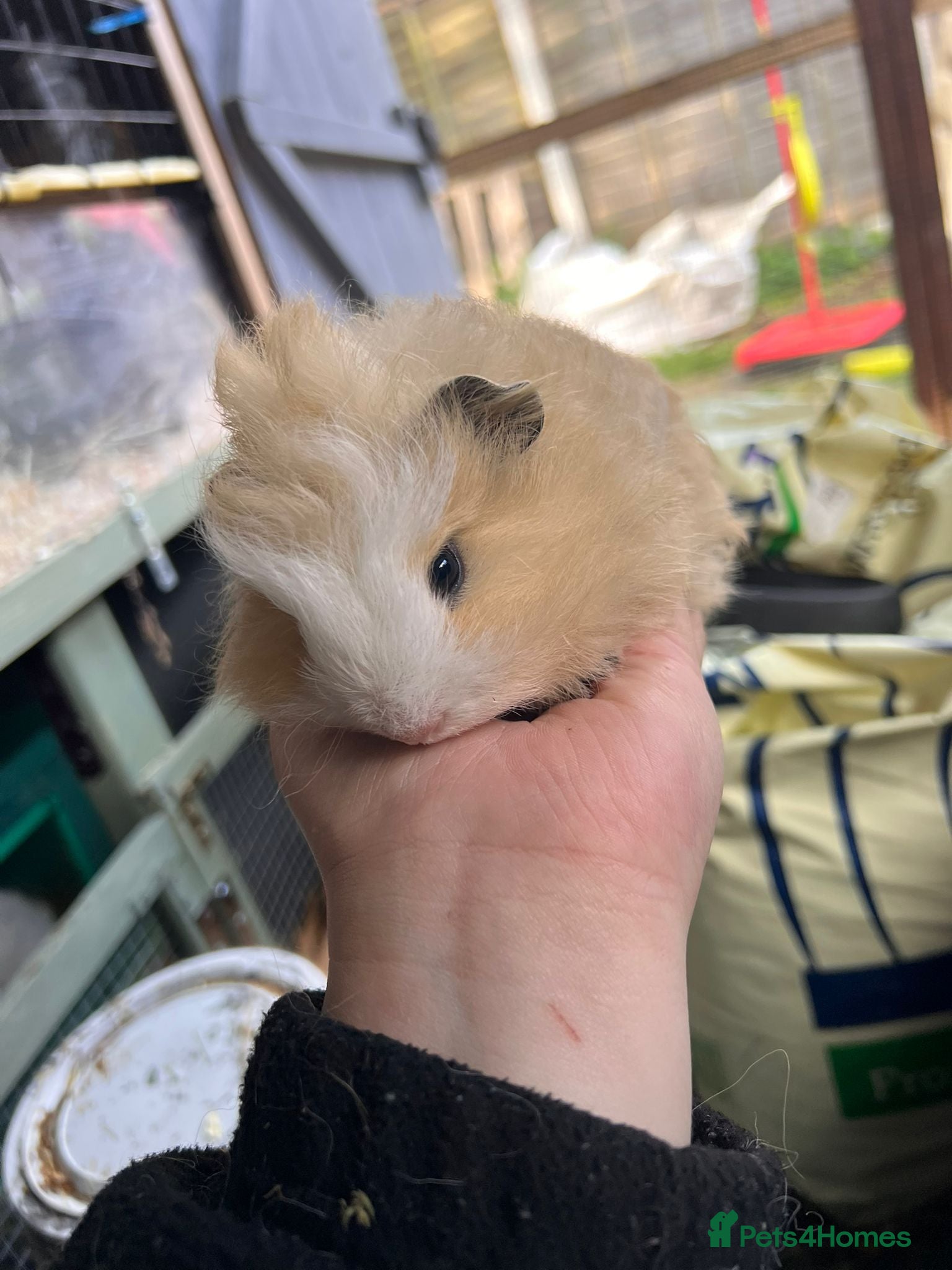 Guinea Pig rodents Baby male swiss guinea pig - Advert 14