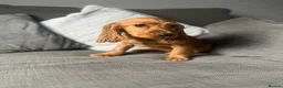 Cocker Spaniel dogs for sale: Gorgeous show cocker spaniel girl 16 weeks  - Advert 5