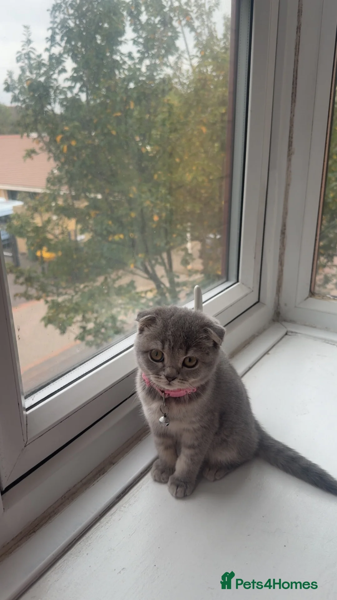 Scottish Fold cats for sale: Grey Beautiful scottish Fold Kitten  in London - Advert 2