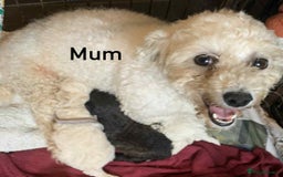 Poochon dogs for sale: F1 Poochon puppies  - Image 3