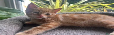 Cheddar