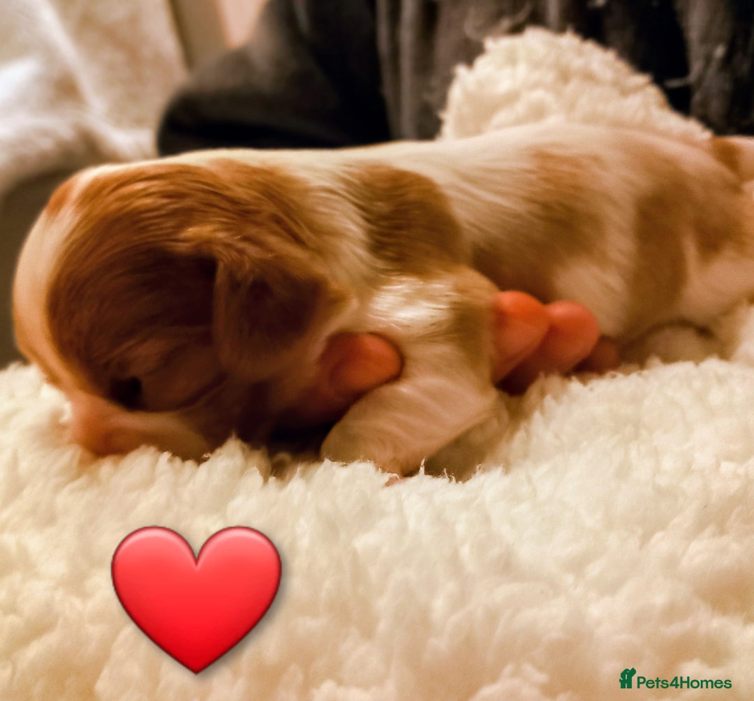 Cavalier King Charles Spaniel dogs for sale: STUNNING CAVALIER KING CHARLES SPANIEL PUPPIES *** - Advert 8