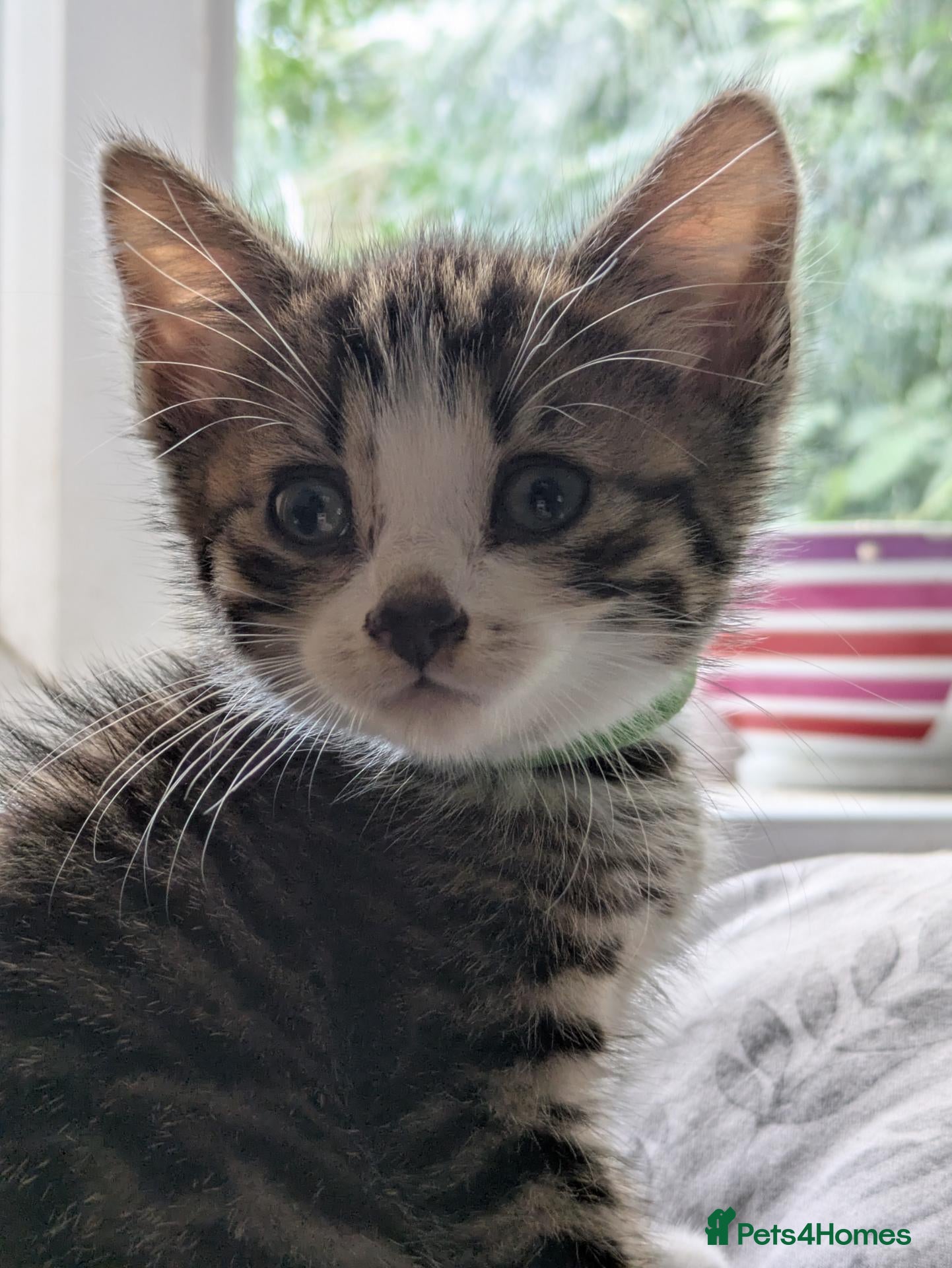 Mixed Breed cats One stunning tabby and white boy kitten left - Advert 9
