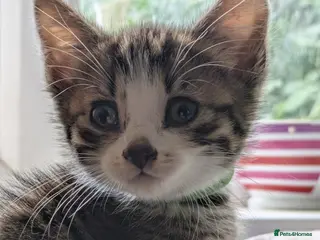 Mixed Breed cats One stunning tabby and white boy kitten left - Advert 9