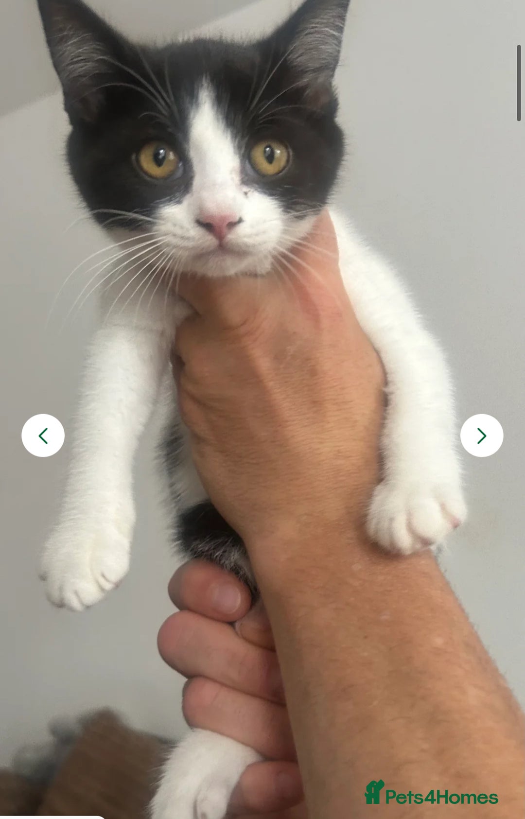 Mixed Breed cats for sale: 3 gorgeous kittens ready now Scottish fold mix - Image 14