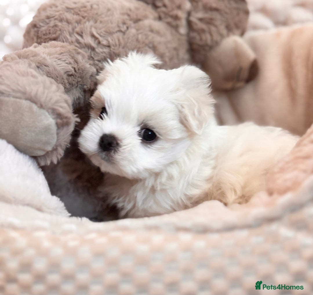 Maltese dogs for sale: ✨💫Tiny Exquisite Bambelina Maltese 💫✨ - Image 4