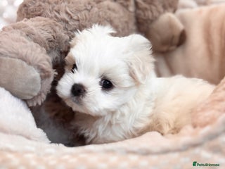 Maltese dogs - Advert 9