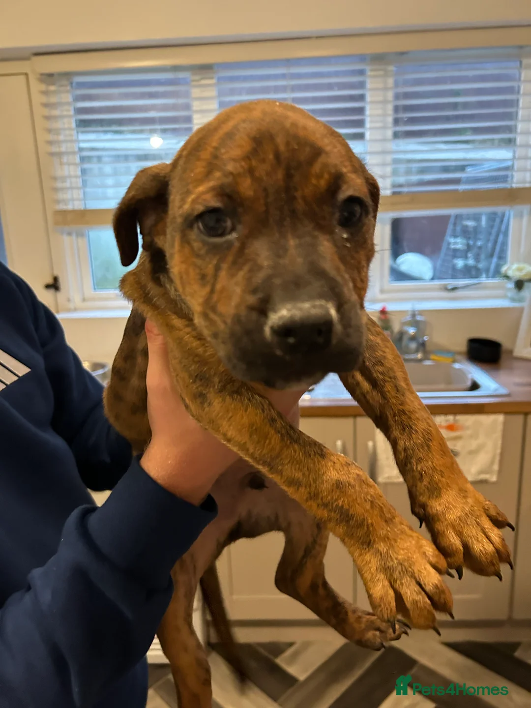 Mixed Breed dogs for sale: Staffy pups  - Advert 10