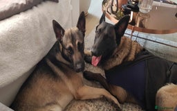 Mixed Breed dogs for sale: Bruno Mixed Bread Dog - Advert 1