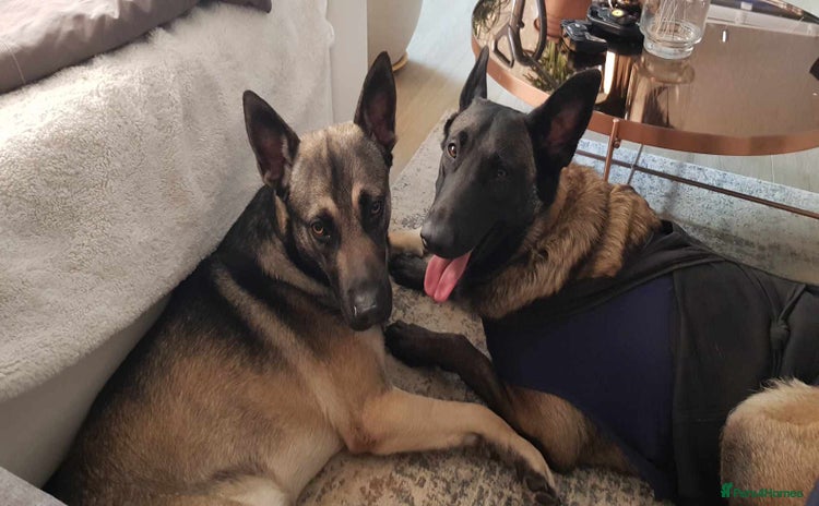 Mixed Breed dogs Bruno Mixed Bread Dog - Advert 14