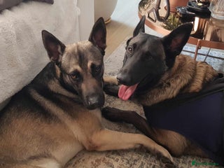 Mixed Breed dogs Bruno Mixed Bread Dog - Advert 17