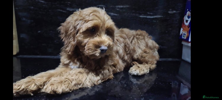 Cockapoo dogs Champion Quality Red F1 Cockapoo Puppies - Advert 3