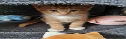 Mixed Breed cats for sale: Cute kittens🐈🐈‍⬛ - Advert 8