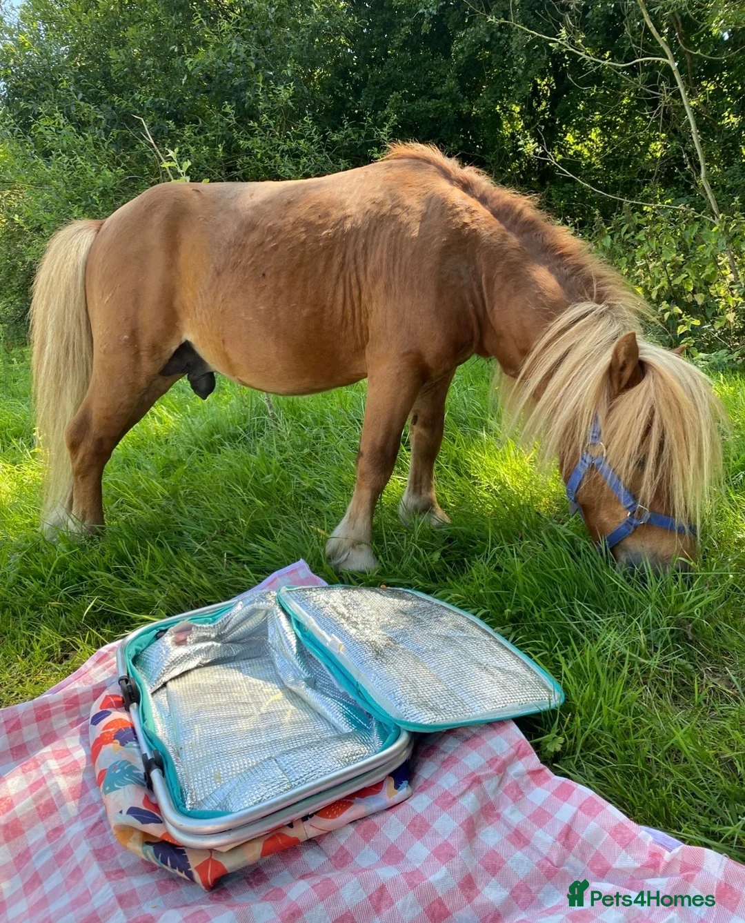 Shetland pony horses for sale: Proven ride and drive miniature Shetland stallion  - Advert 1