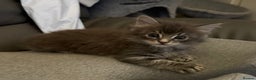 Maine Coon cats for sale: Maine Coon kittens  - Advert 2