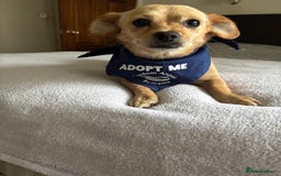 Mixed Breed dogs for adoption: Little Beea - Image 6