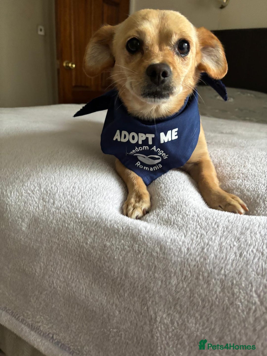 Mixed Breed dogs for adoption: Little Beea - Image 6