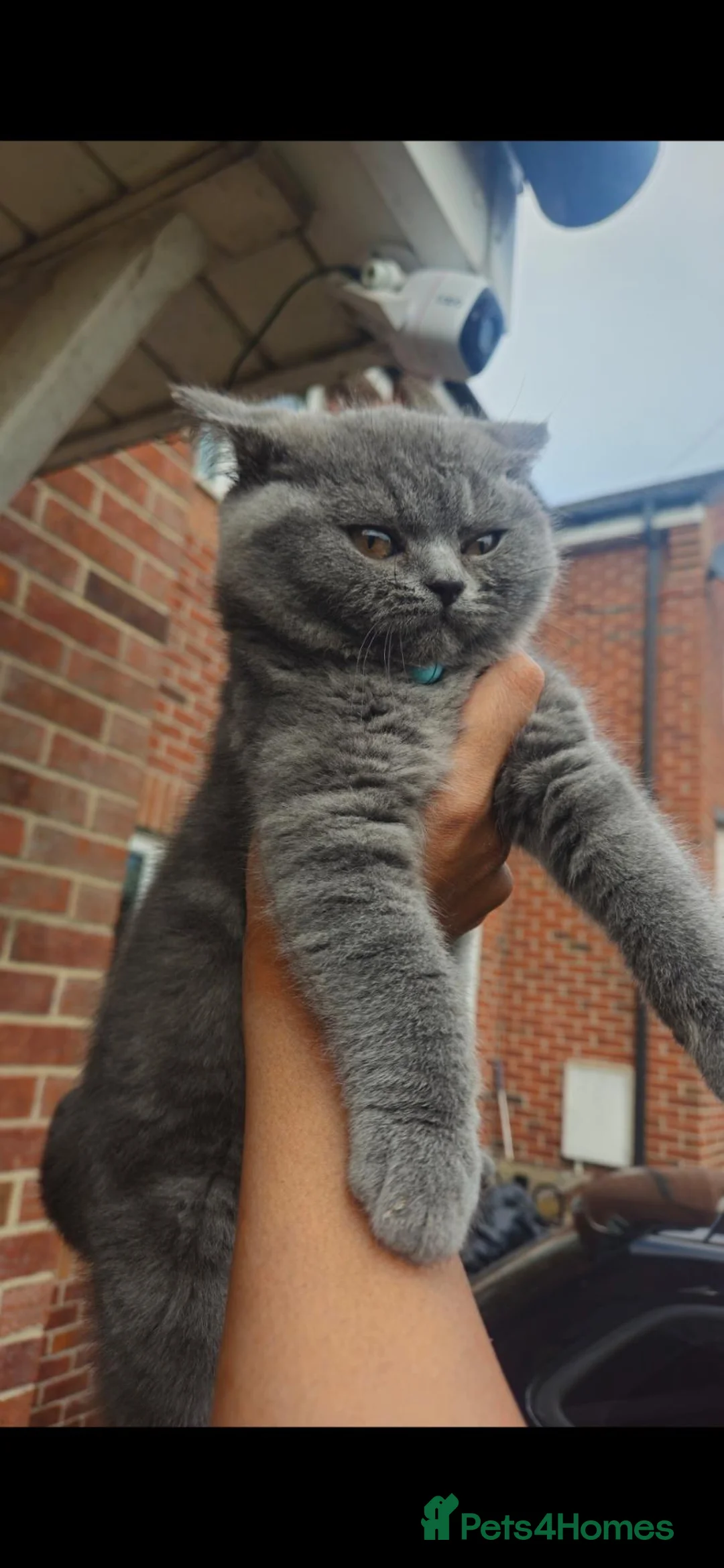 British Shorthair cats for sale: Luna and chunks must go together in *pairs* - Advert 3