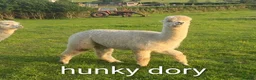 Alpaca livestock for sale: BAS registered breeding female Alpacas  in Totnes - Advert 4