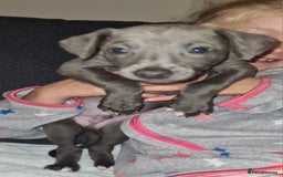 Whippet dogs for sale: KC Registered Whippet Puppies Scotland - Image 11