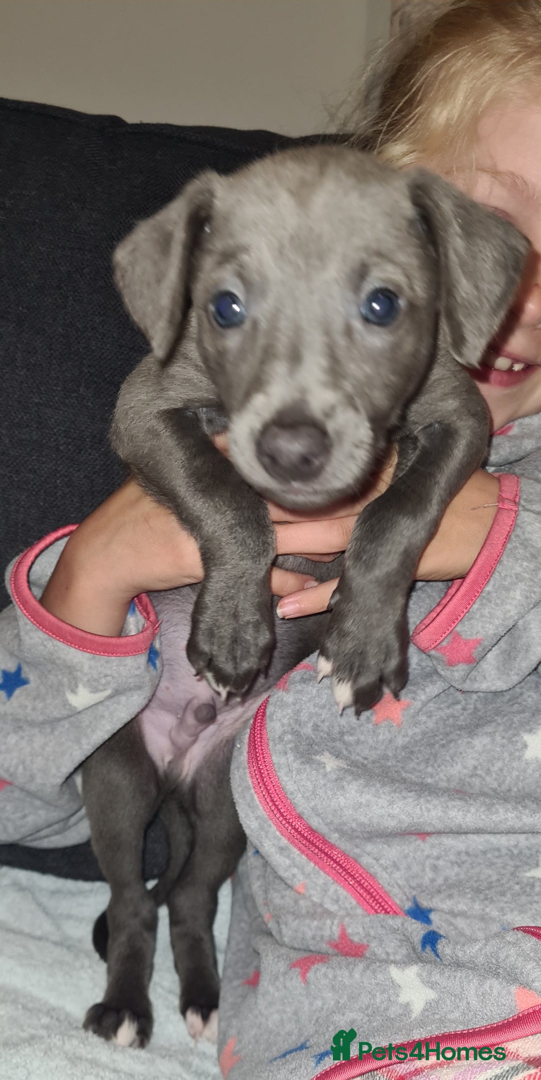 Whippet dogs for sale: KC Registered Whippet Puppies Scotland - Image 11