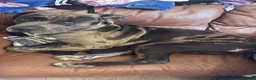Mixed Breed dogs for sale: Cane Corso/Siberian husky puppies  in Blyth - Advert 11