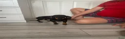 Miniature Dachshund dogs for sale: Miniature dachshund - Advert 7