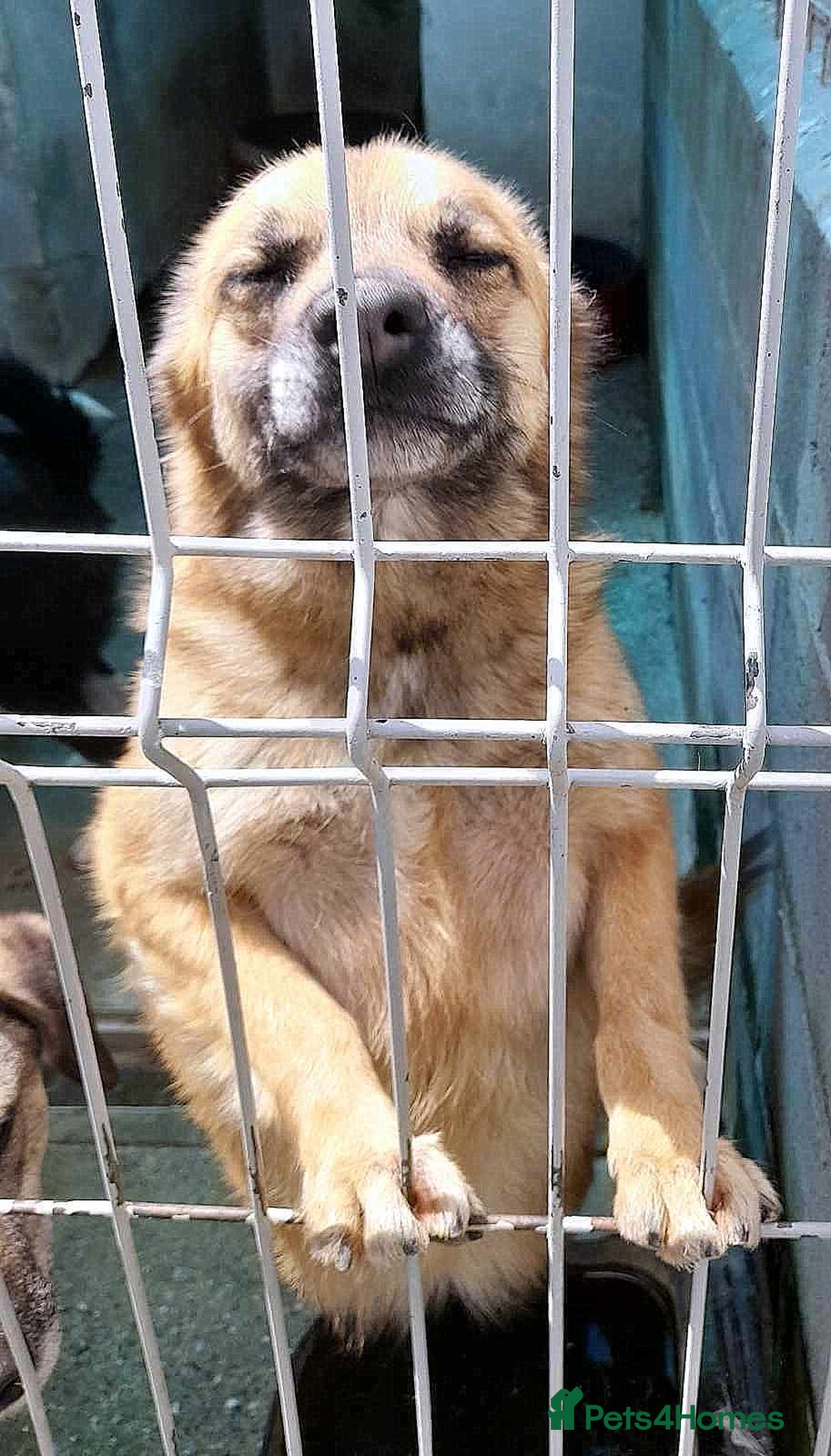 Mixed Breed dogs for adoption: 🐾 Happy – four years dreaming of a home 💛 - Advert 2