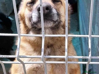 Mixed Breed dogs 🐾 Happy – four years dreaming of a home 💛 - Advert 1