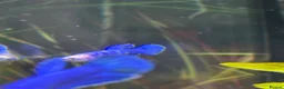 Bettas fish for sale: Mixed betta fish  - Advert 36