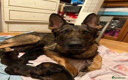 German Shepherd dogs for sale: 5 beautiful GSD puppies - Male £600 female £800 - Image 5