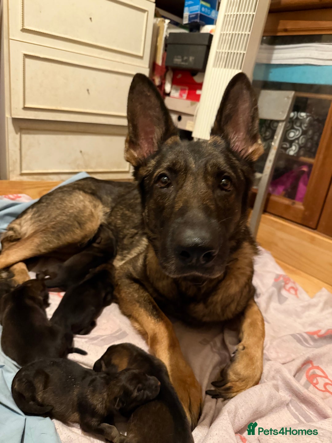 German Shepherd dogs for sale: 5 beautiful GSD puppies - Male £600 female £800 - Image 5