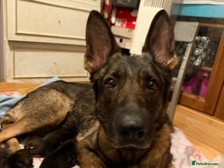 German Shepherd dogs Mother and father need rehoming , £0! - Advert 19