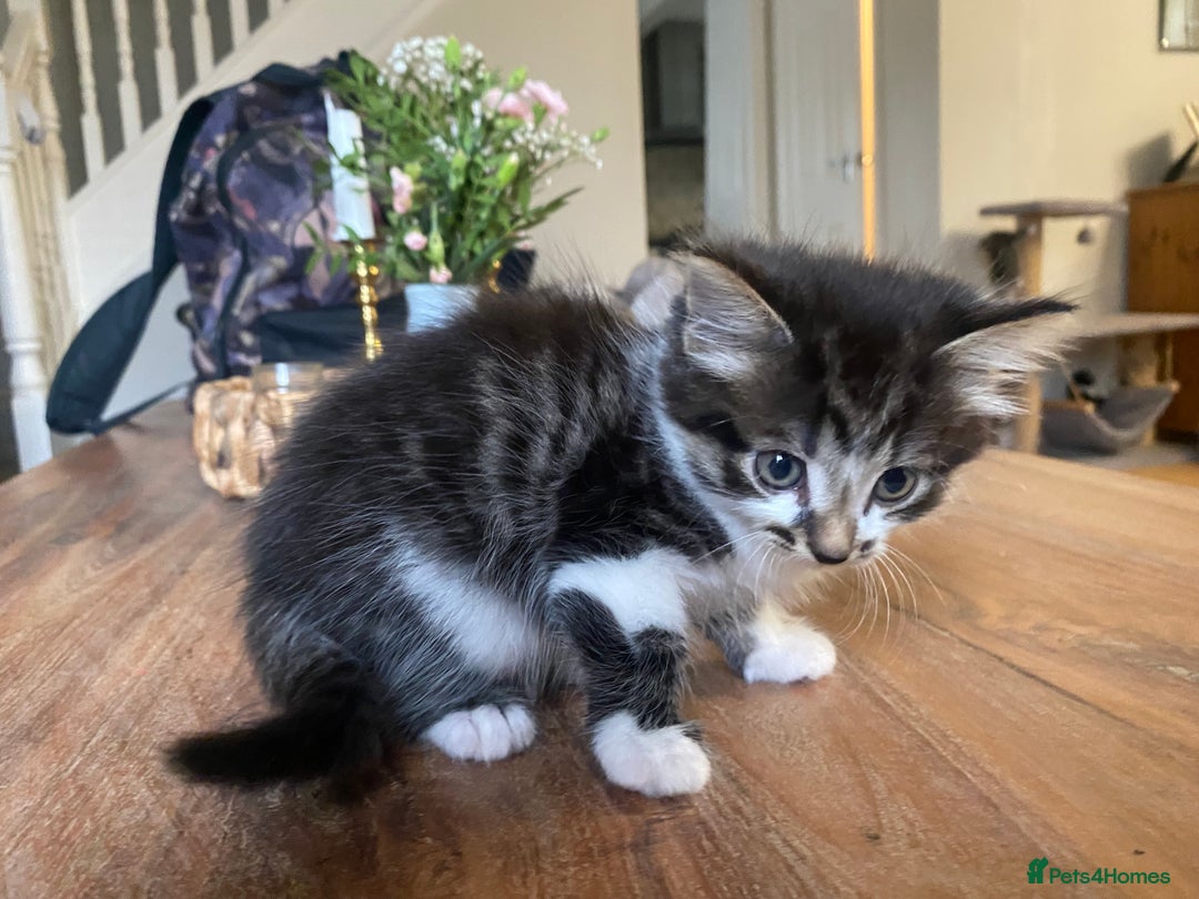 Mixed Breed cats for sale: Fluffy adorable mixed tabby! - Image 3