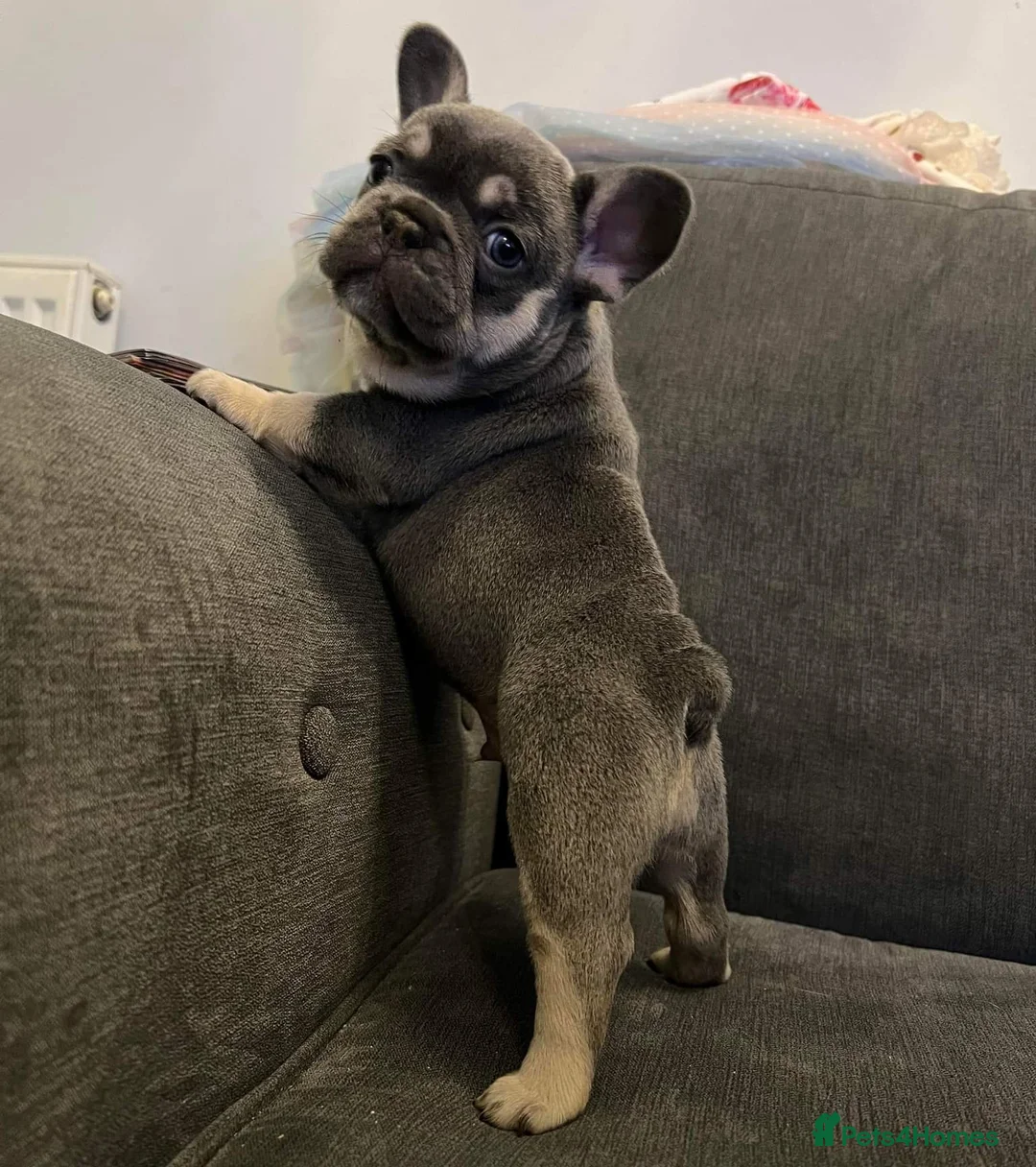French Bulldog dogs for stud: Lilac tan merle in Sheffield - Advert 20