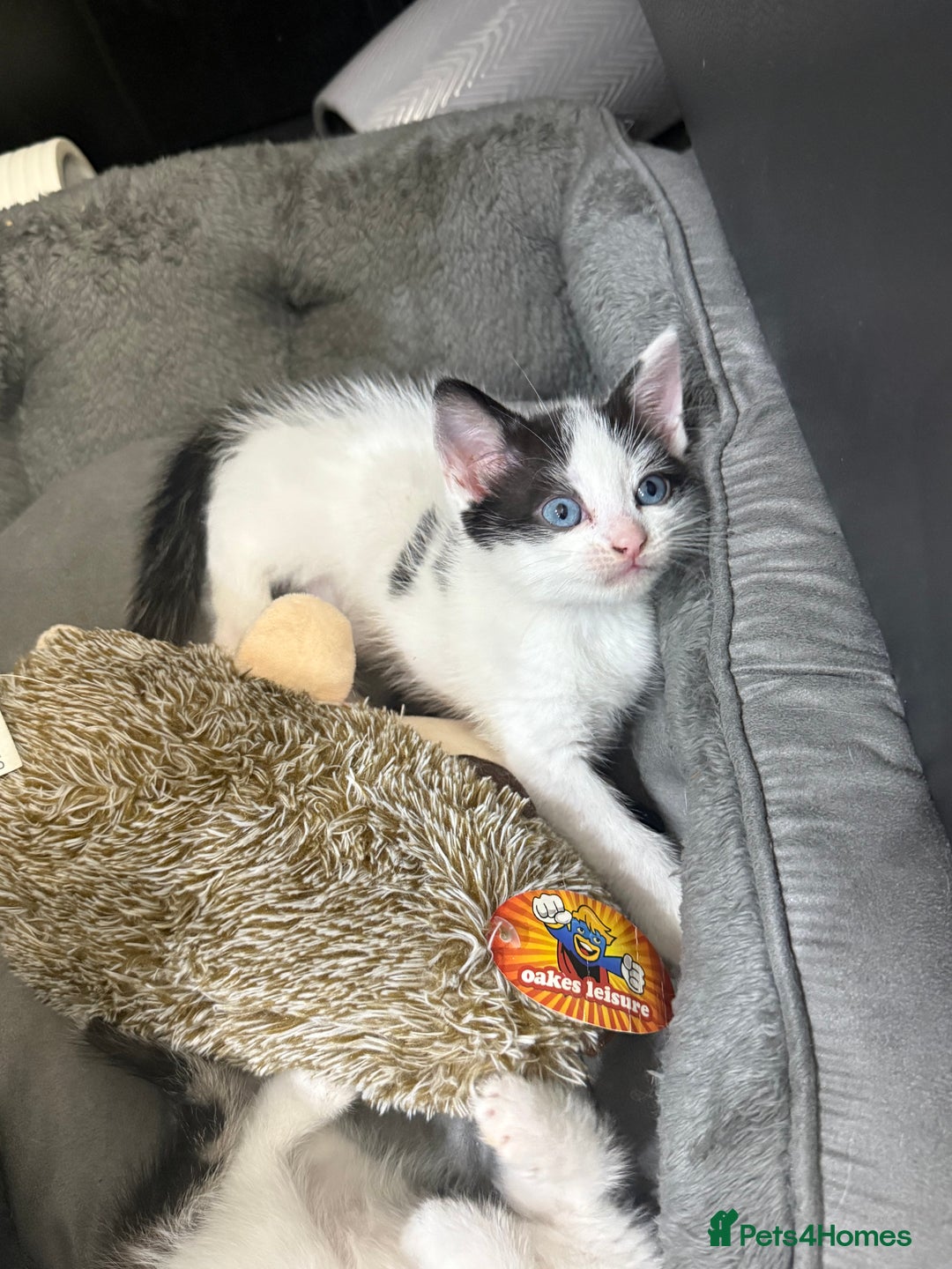 Mixed Breed cats for sale: Tabby Kittens - Advert 11