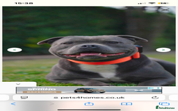 Staffordshire Bull Terrier dogs for sale: Exceptional Champion Pedigree, beautiful blues!! - Image 24