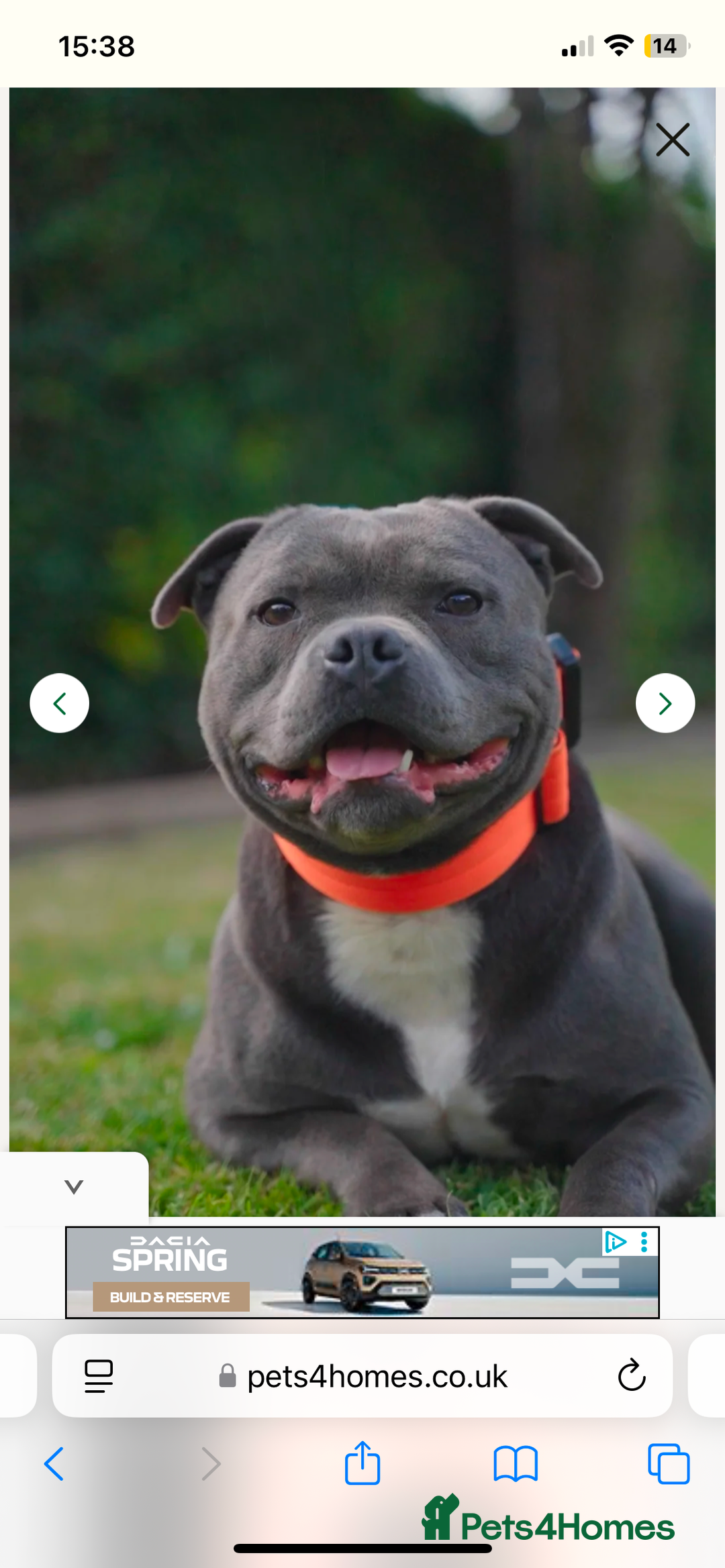Staffordshire Bull Terrier dogs for sale: Exceptional Champion Pedigree, beautiful blues!! - Image 24