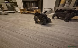 French Bulldog dogs for sale: Last of the litter  - Image 4