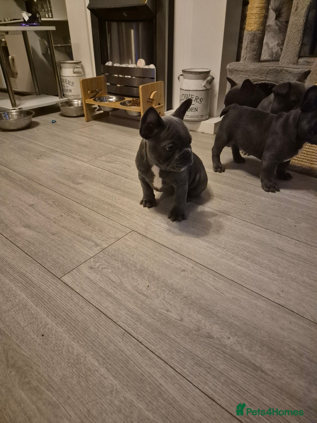 French Bulldog dogs for sale: Last of the litter  - Image 4