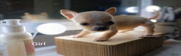 Chihuahua dogs for sale: 1 boys 3 girl pedigree chihuahua - Advert 16