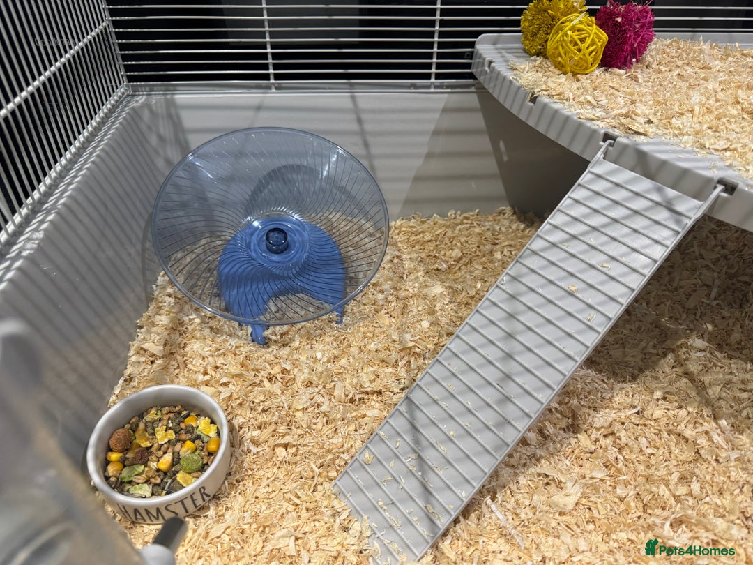 Hamster rodents for sale: Syrian hamster  - Image 13