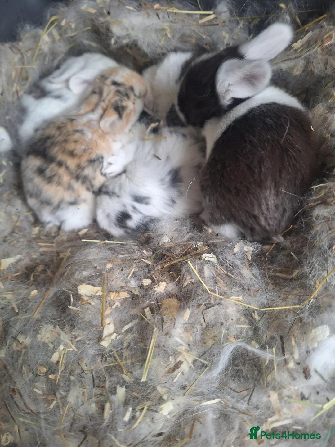 Mini Lop rabbits for sale: Pure bred mini lop babie rabbits 🐇  - Advert 2