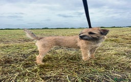 Border Terrier dogs for sale: Gorgeous Border Terrier Puppies looking for homes - Image 6