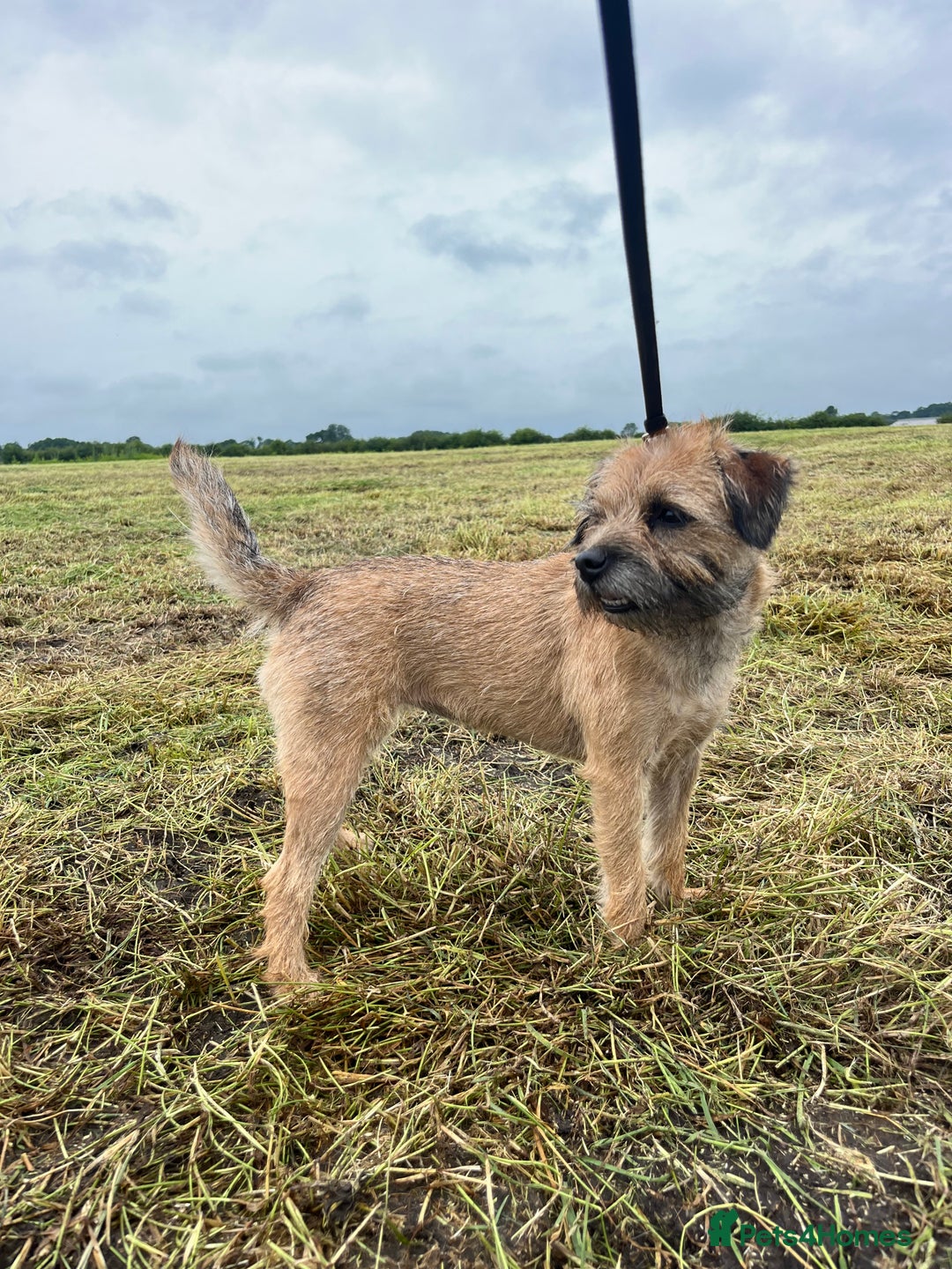 Border Terrier dogs for sale: Gorgeous Border Terrier Puppies looking for homes - Image 6