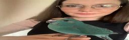 Parakeets birds for sale: Hand Reared Baby Kakarikis  - Advert 7