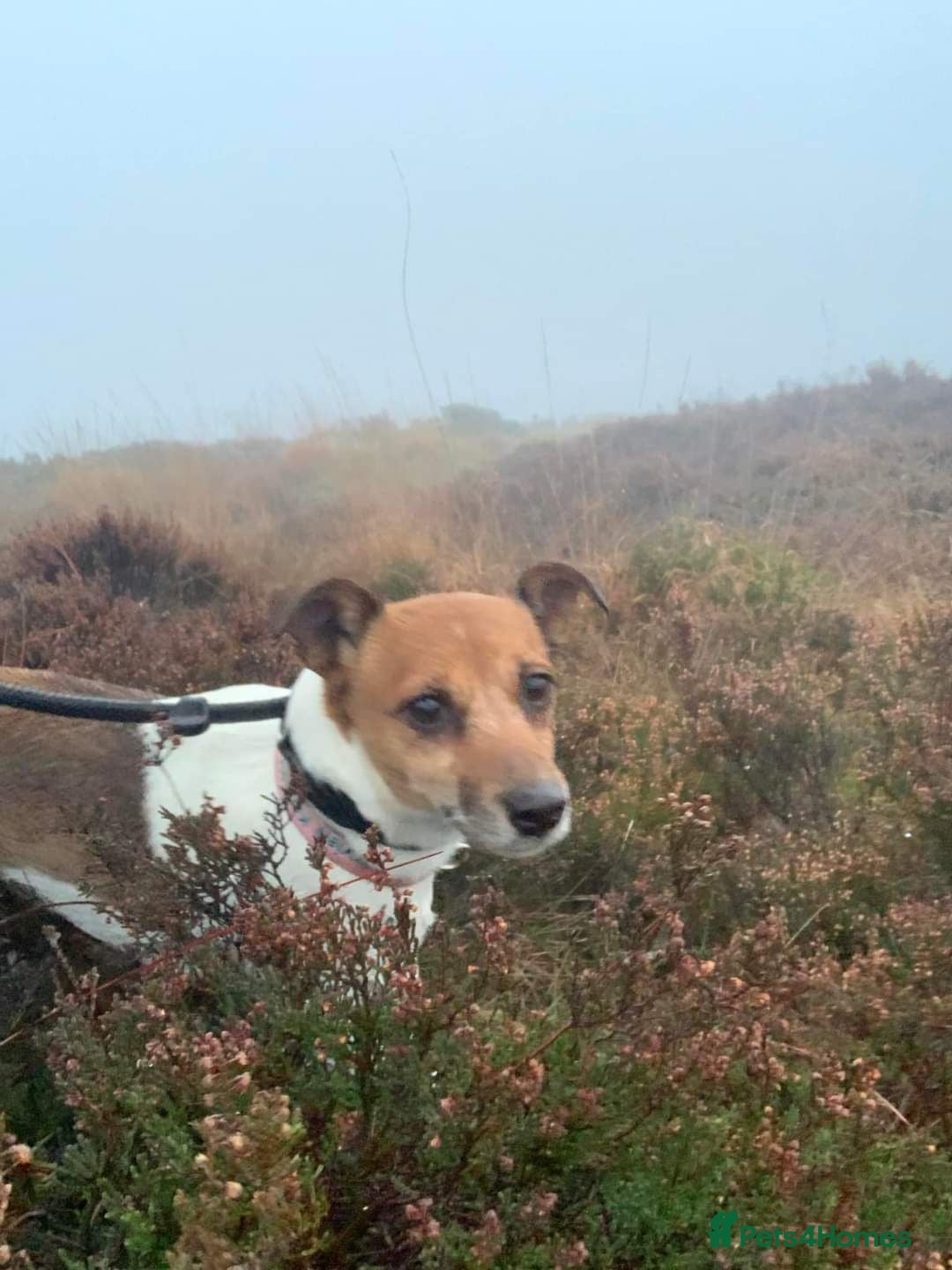 Jack Russell dogs 11 year old female Jack Russell  - Advert 12