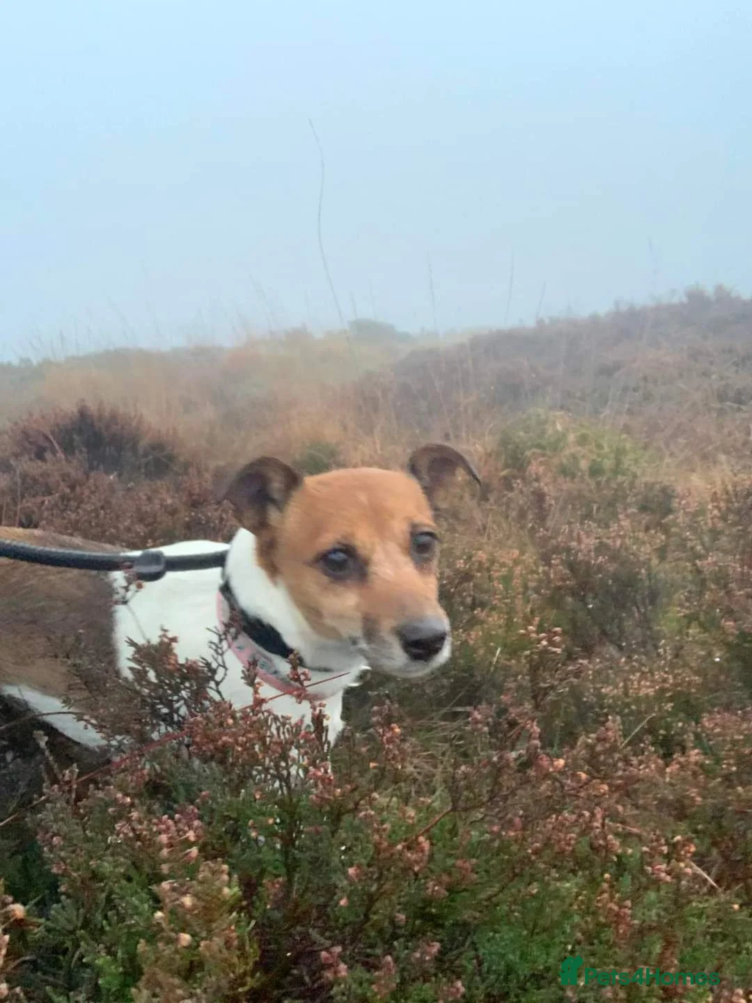Jack Russell dogs for sale: 11 year old female Jack Russell  in Todmorden - Advert 1