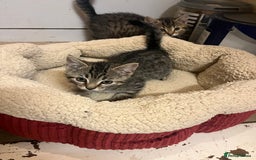 Domestic Shorthair cats for sale: Tabby kitten - Image 1